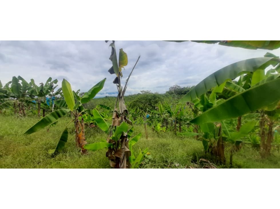Se vende Finca Pueblo Tapao Quindío - 1