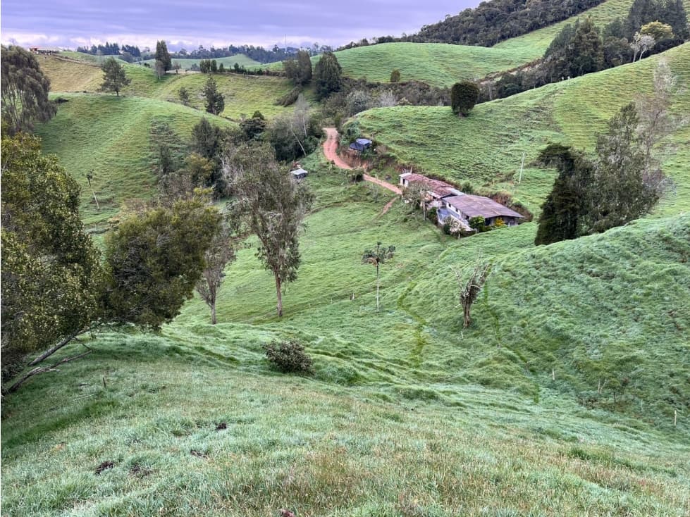 Finca agroindustrial en venta Santa Rosa de Osos 31.5 Ha - 1