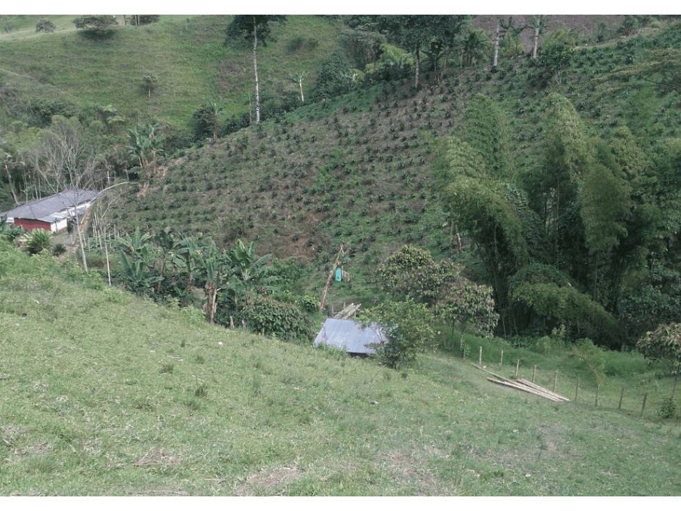 FINCA CAFETERA EN VENTA EN VEREDA PARTIDAS, CHINCHINÁ | VENTA FINCA - 1