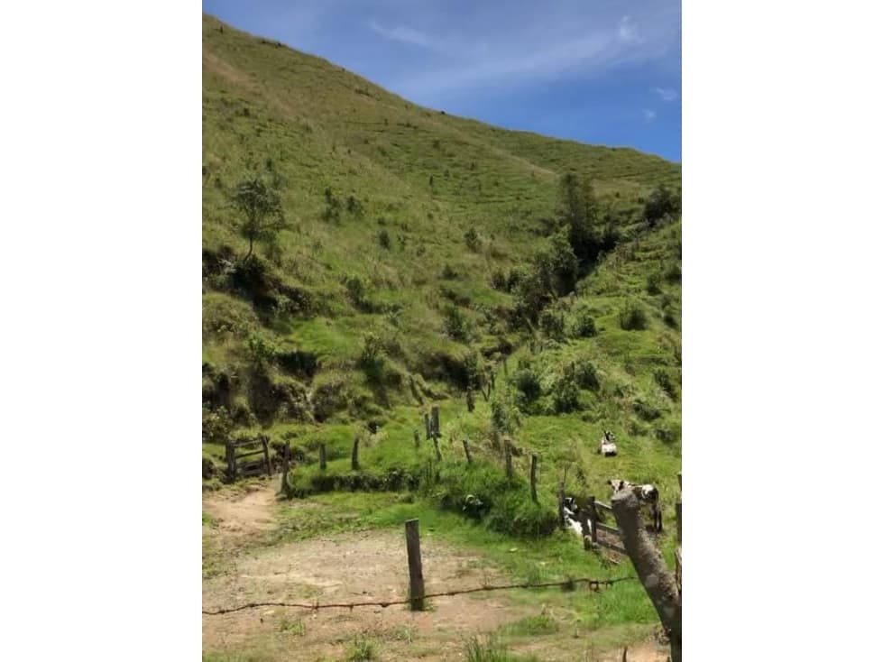 VENTA DE FINCA EN PARAMILLO, TOLIMA | FINCAS EN VENTA - 1