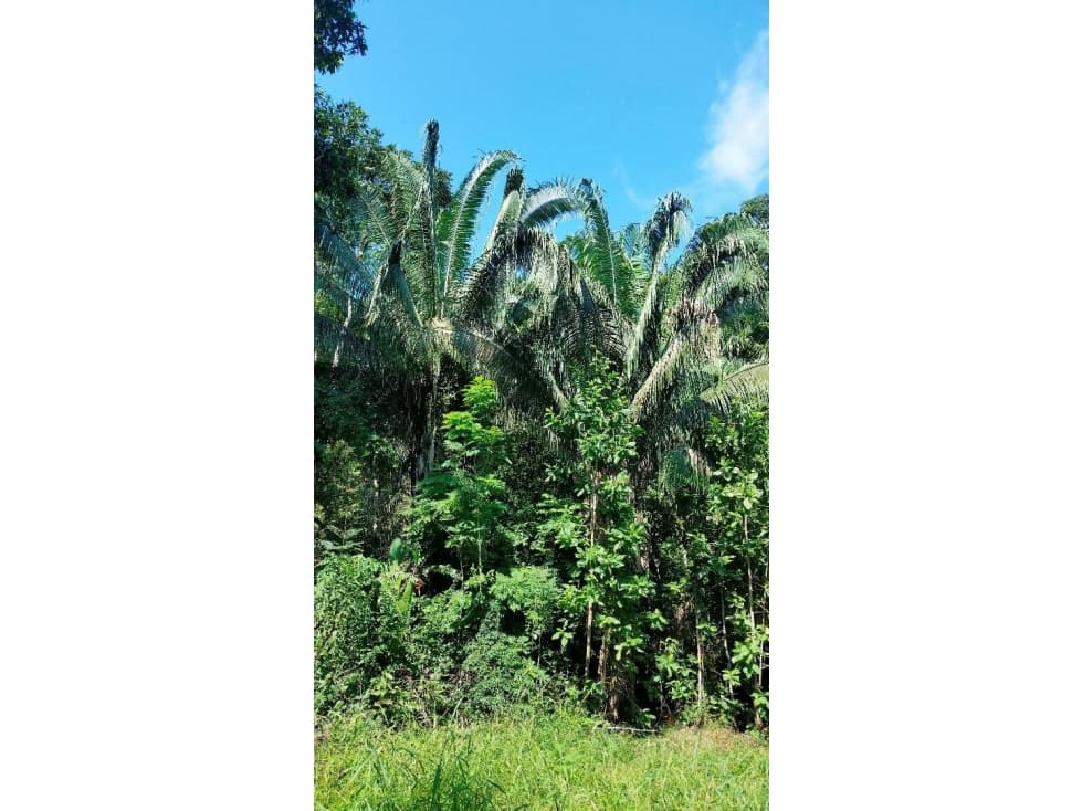 Lote en Puerto Salgar: 28.52 hectáreas - 1