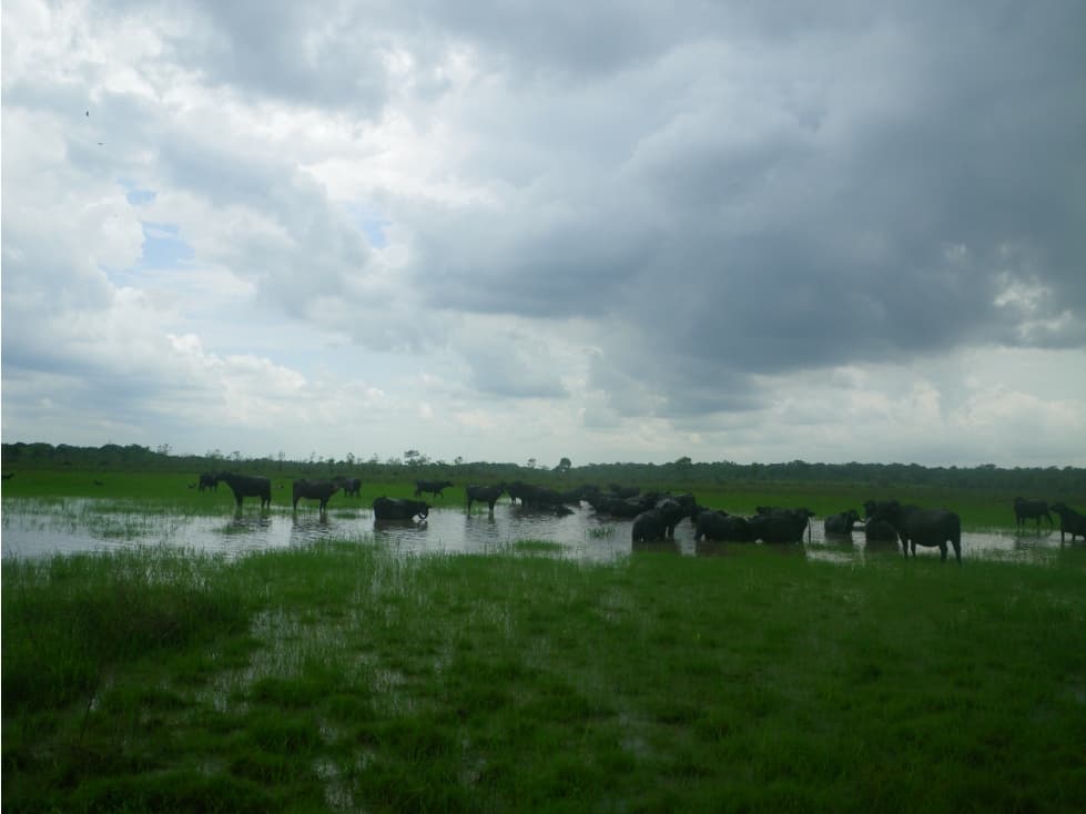 Venta Finca para ganaderia, Cumaribo - 1