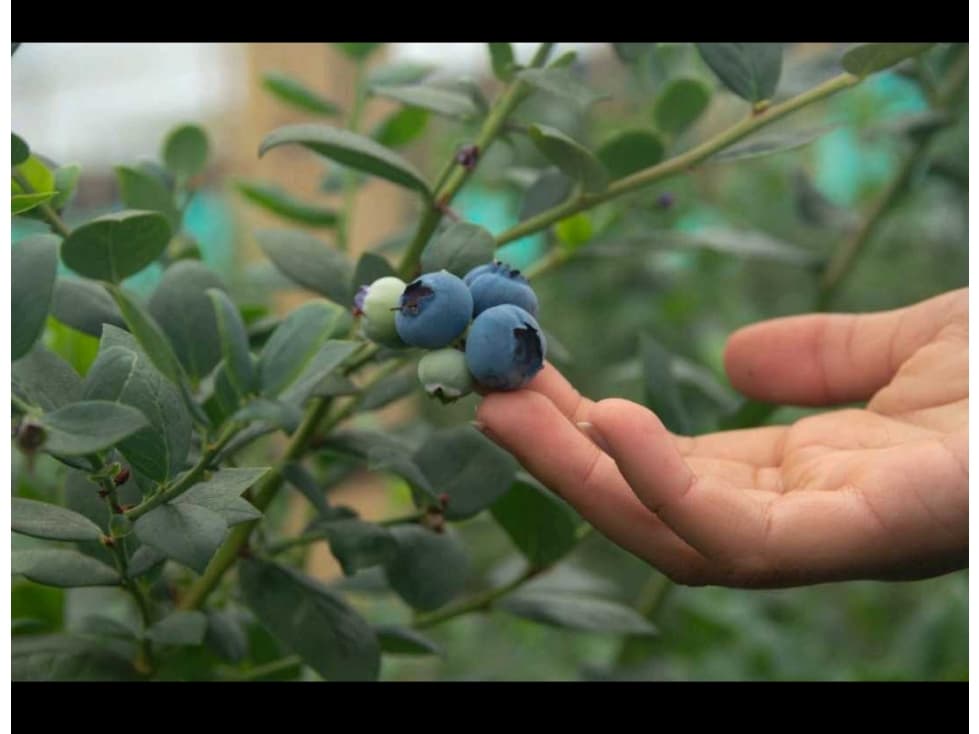 Vendo Finca agrícola cultivo arandanos Villa Pinzon Cundinamarca - 1