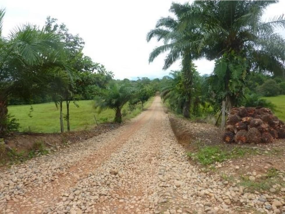 FINCA LA BARAYITA, BELEN DE LOS ANDAQUIES CAQUETA 63.5 HECTAREAS - 1