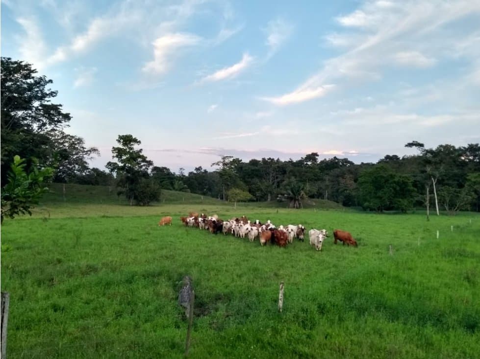 VENDO EXCELENTE FINCA GANADERA DE 200 HECTÁREAS EN EL MAGDALENA MEDIO - 1
