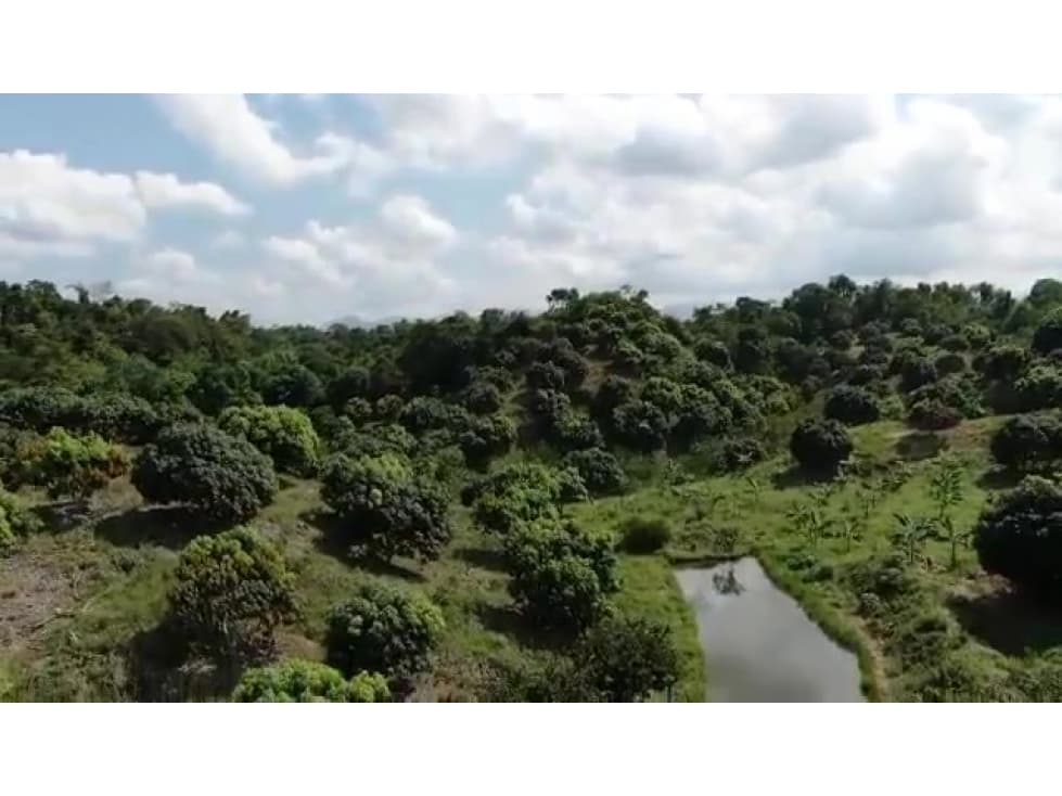 VENDO FINCA AGRÍCOLA PRODUCTIVA DE 200 HA CON PRECIO DE OPORTUNIDAD - 1