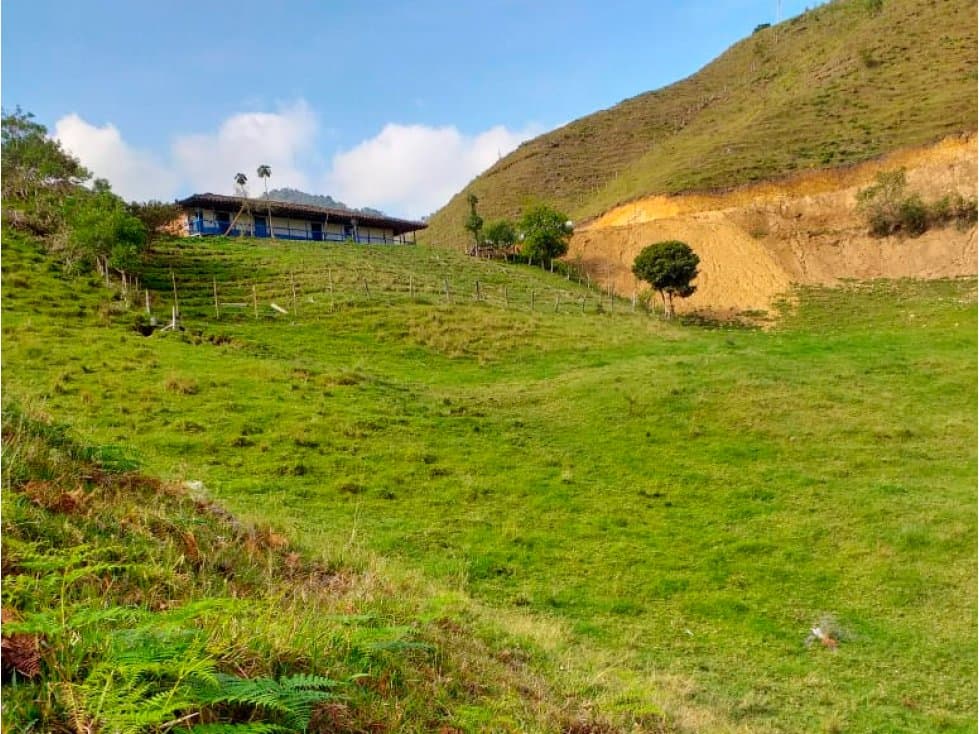 VENDO LOTE AMPLIO DE 189 Ha APTO PARA AGUACATE HASS EN AGUADAS CALDAS - 1