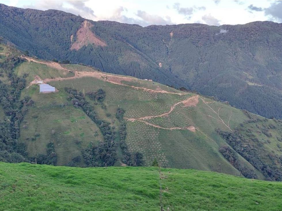 VENDO FINCA DE 40 HECTÁREAS EN AGUACATE HASS EN BELMIRA ANTIOQUIA - 1