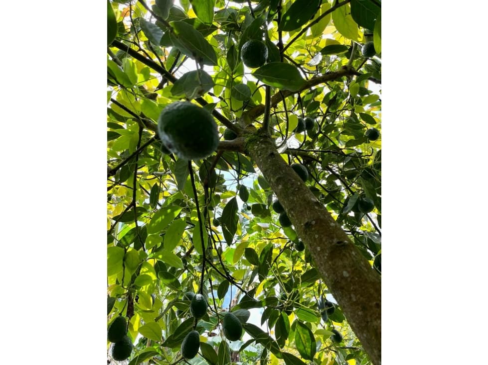 Finca productiva de Aguacate Hass en Fenicia, Riofrio - 1