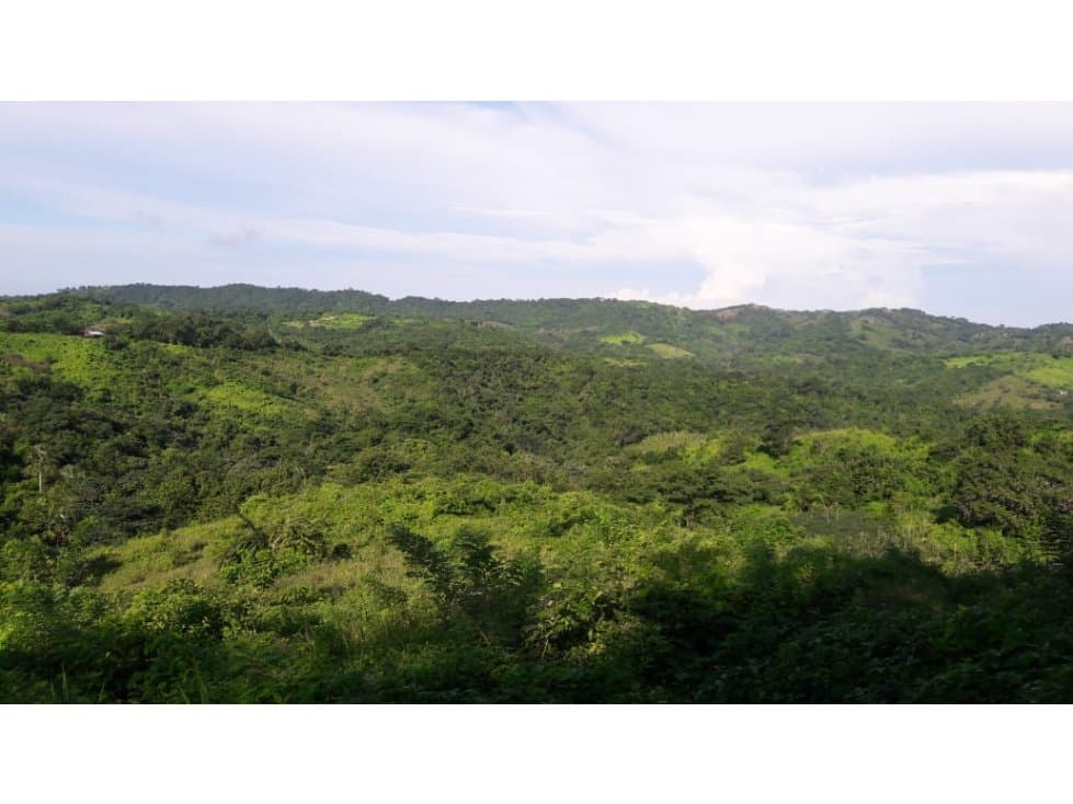 Se vende finca de 94 hectáreas en municipio de Repelón - 1