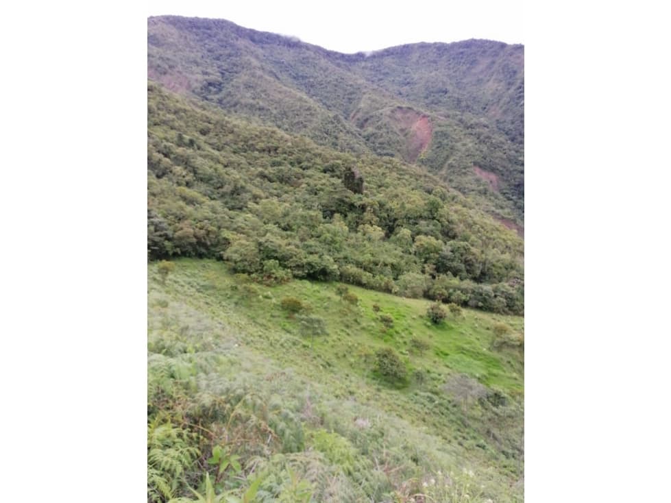 SE VENDE FINCA EN CONCORDIA ANTIOQUIA - 1