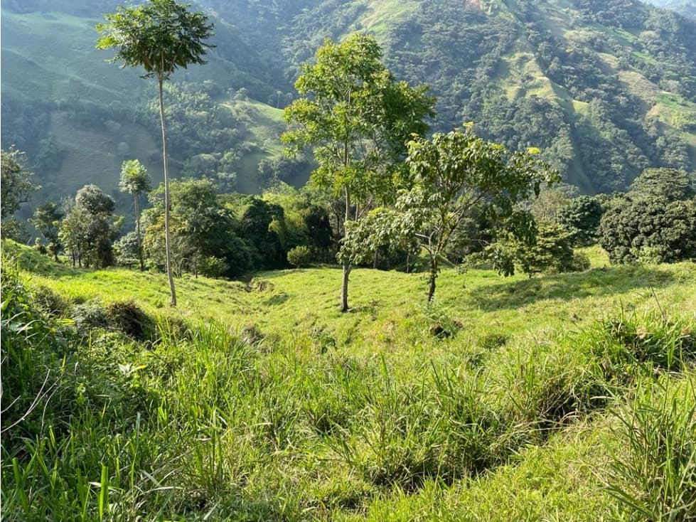 VENDO FINCA DE 32 HAS EN LA VICTORIA CALDAS - 1