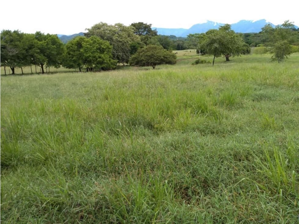 VENDO FINCA GANADERA 1000 Has CERCA A PAILITAS - CESAR - 1