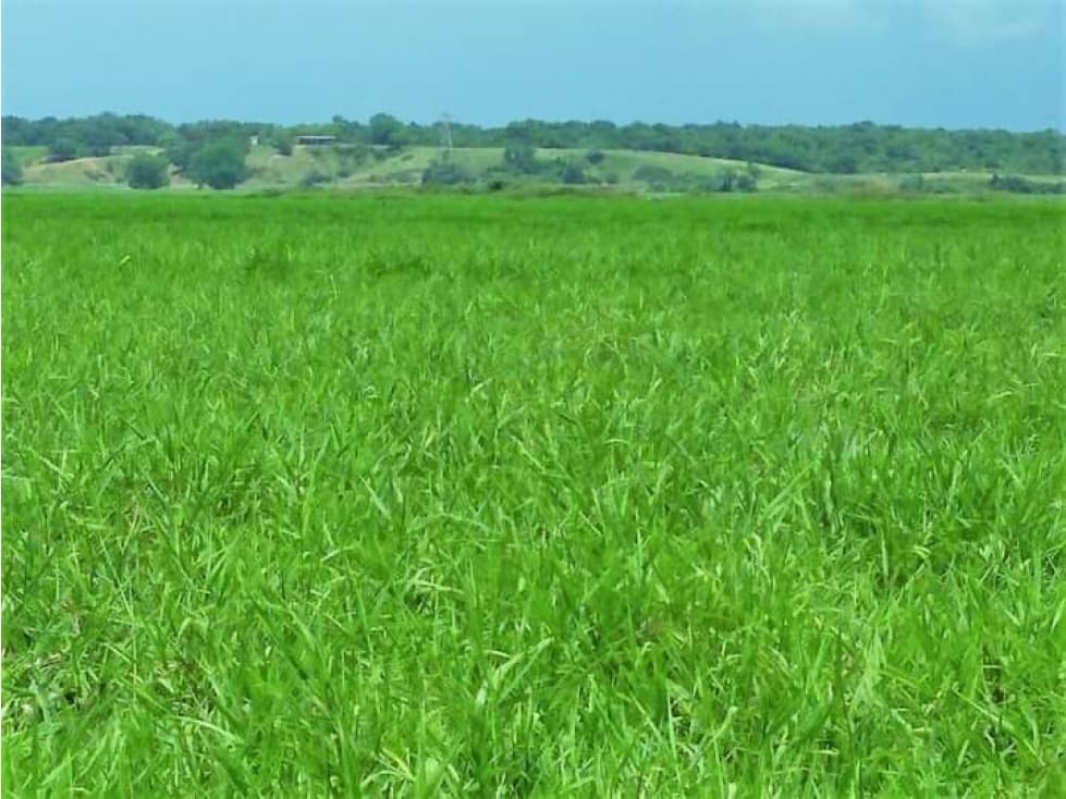 VENDO FK GANADERA 1300 HAS POR BARRANCABERMEJA - 1