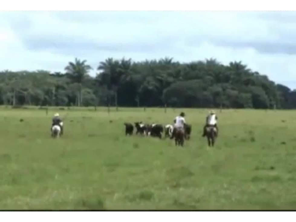 HACIENDA GANADERA, SECTOR SAN MARTIN, META  1700 HECTÁREAS - 1