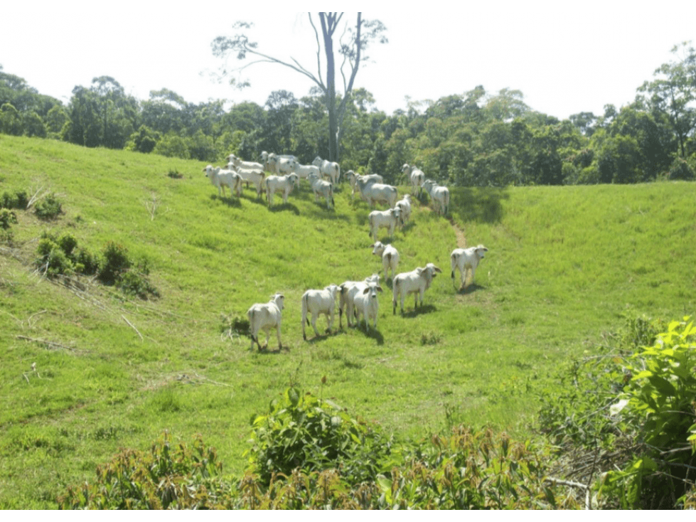 Finca en La Victoria Caldas - 1