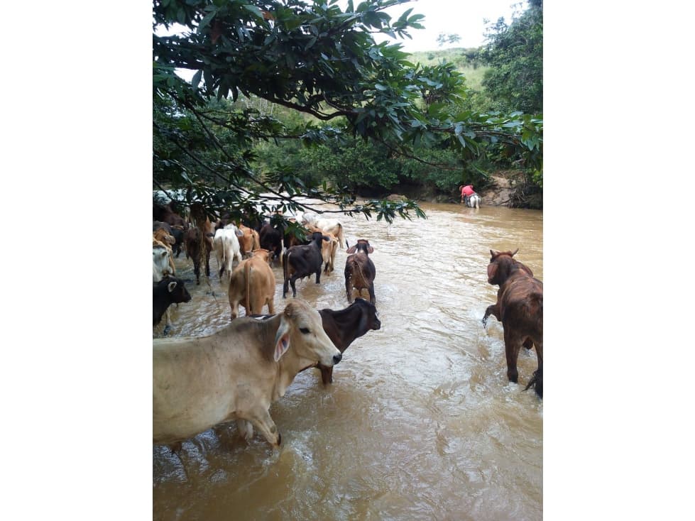Finca - 1