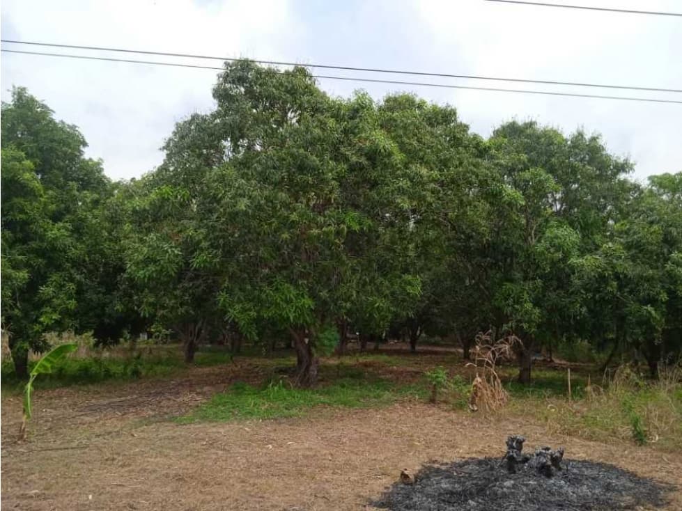 Lote de 10780m2 vía ciénaga-santa rosalía km 17, zona bananera - 1
