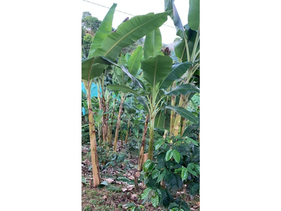 SE VENDE FINCA PRODUCTORA EJE CAFETERO BALBOA RISALDA C-AG 6749540 - 1