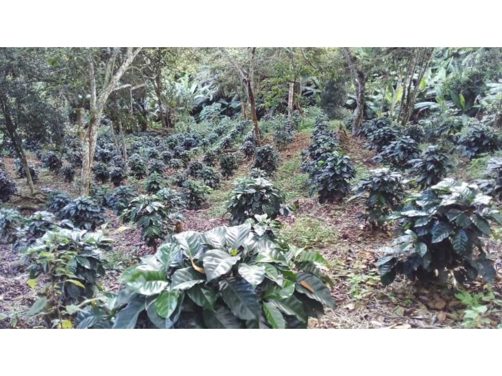VENDO  LOTE CON CULTIVOS VEREDA SAN ISIDRO ( ROLDANILLO) T.P - 1