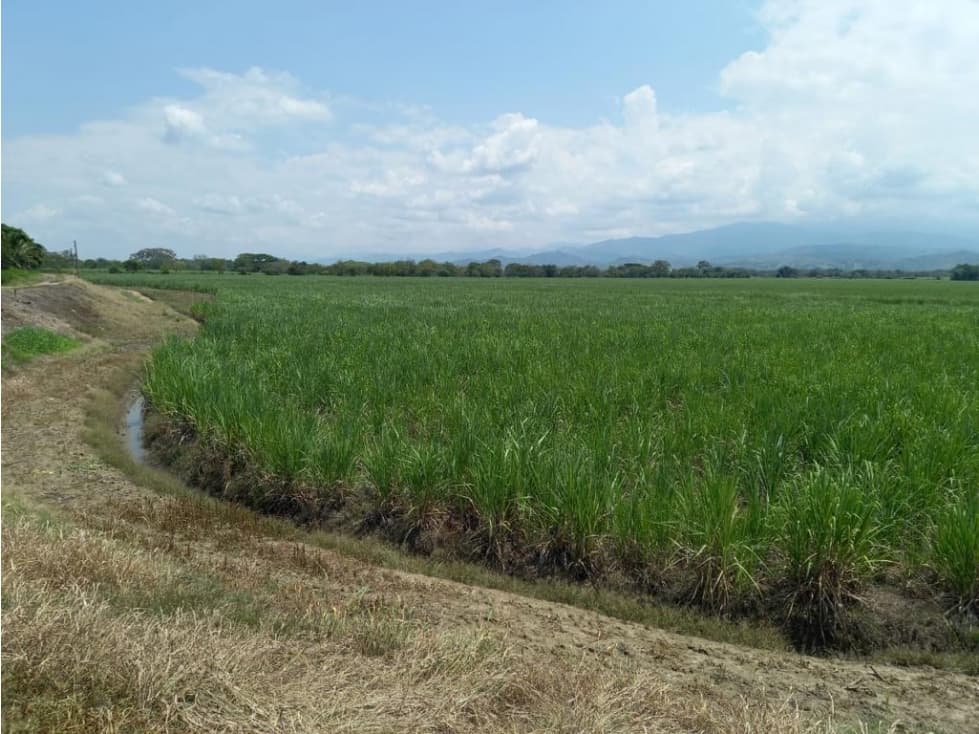 Venta de Hectáreas de Caña, Ubicadas en Buga - 1