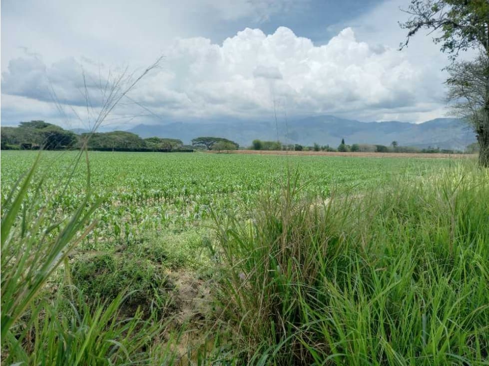 Finca ubicada a 5 minutos de Roldanillo y de Zarzal tipografía plana - 1