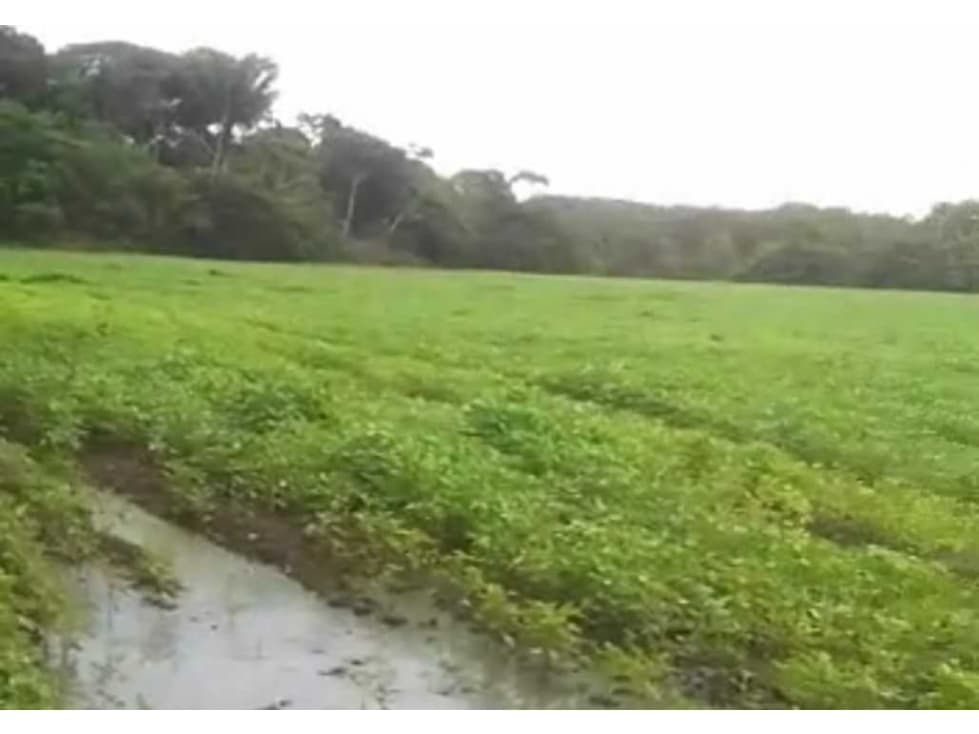 Finca agro ganadera en Puerto Lleras Villavicencio tractorable - 1