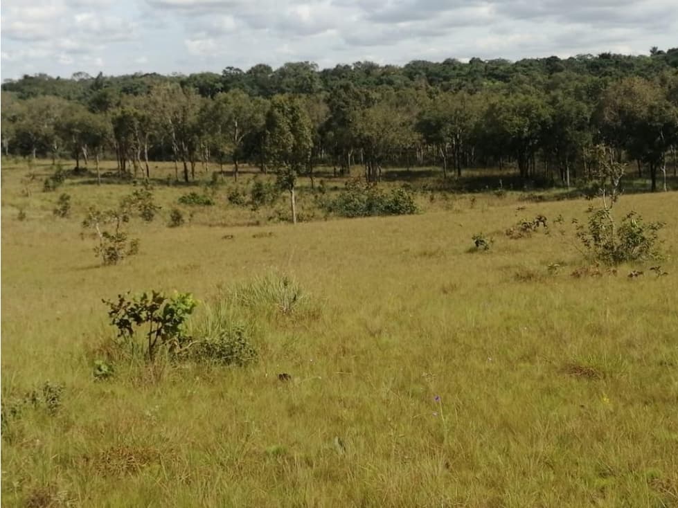 VENDO O PERMUTO FINCA VICHADA DE 1.270 HECTARIAS - 1