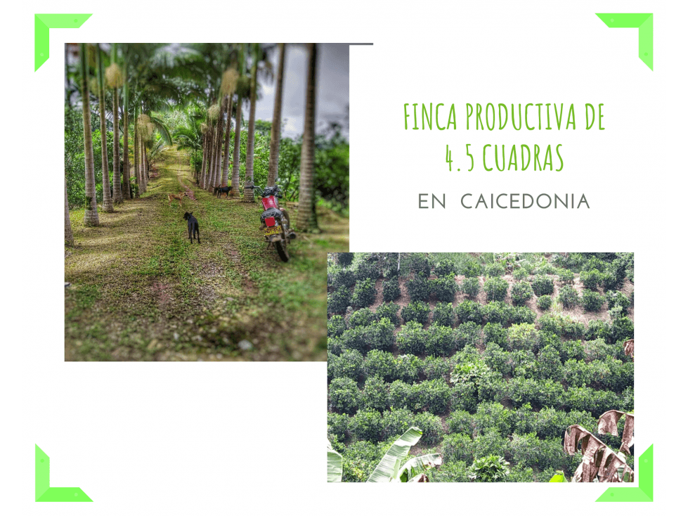 FINCA EN CAICEDONIA PRODUCTIVA POR SUS CULTIVOS 4801 - 1