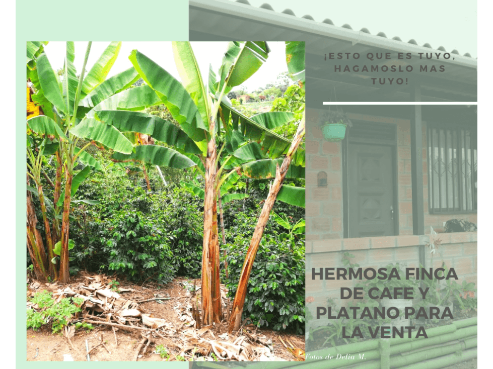 VENTA DE FINCA PLATANERA Y CAFETERA EN CIRCASIA QUINDIO 4831 - 1