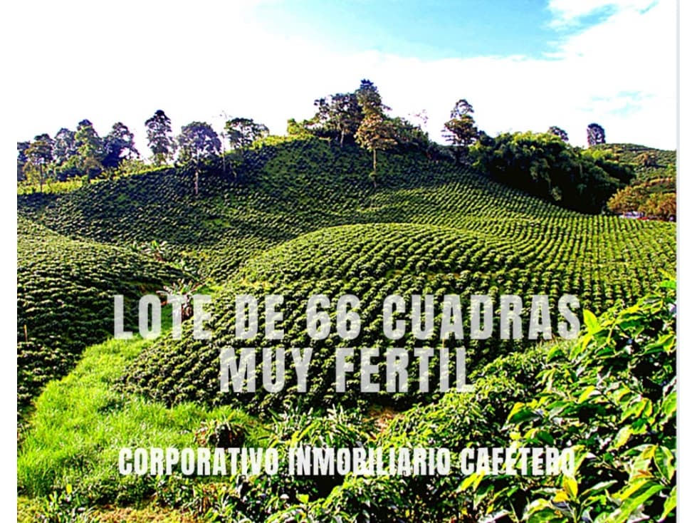 HERMOSO LOTE / FINCA  PARA TODO TIPO DE CULTIVO 55-60 - 1