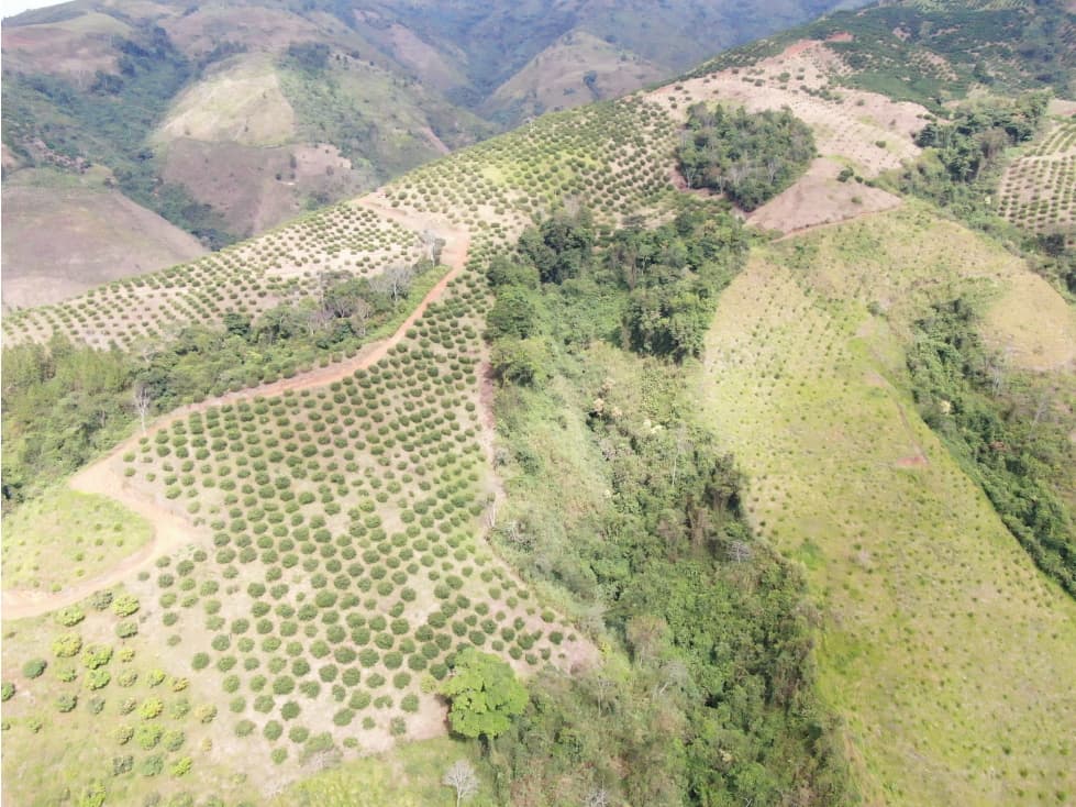 Finca certificaion internacional agricola produccion limon tahiti - 1
