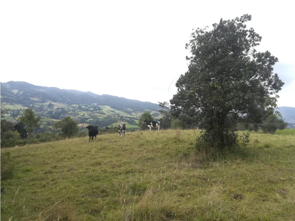 VENTA LOTE SUBACHOQUE - 1