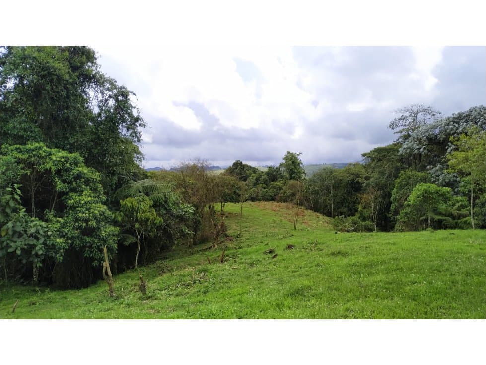 Espectacular BODEGA lote suburbano, Filandia Quindio - 1