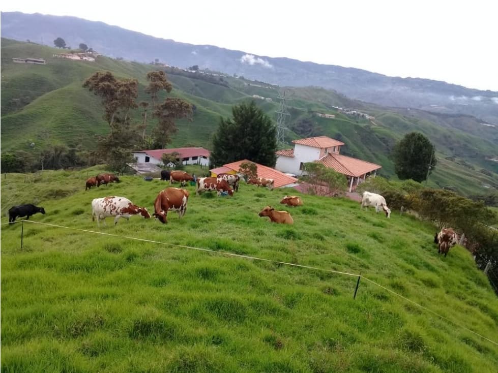 Finca Agroindustrial Don Matias, Miraflores - 1