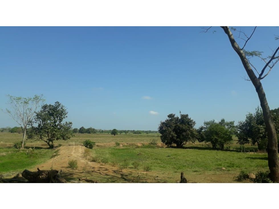 VENDE 400 HECTÁREAS EN BUENAVISTA CÓRDOBA - 1