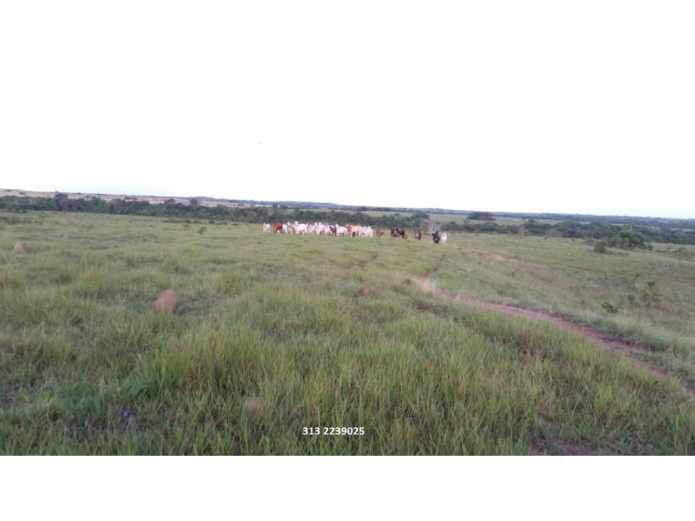 VENDO FINCA EN MAPIRIPAN-  META (F/93) - 1