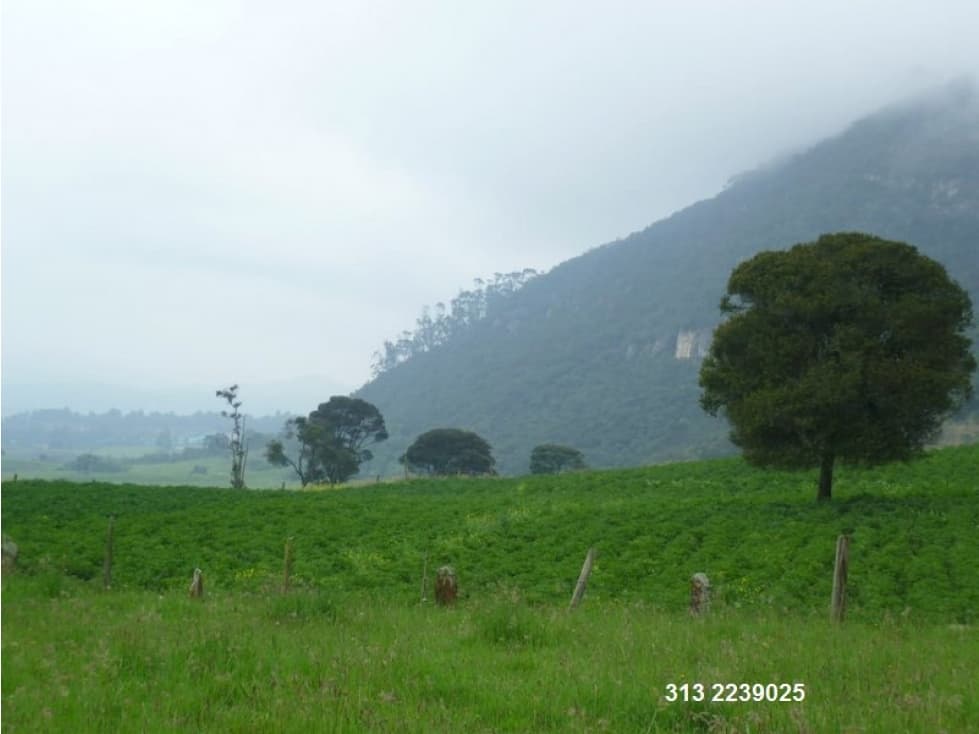 VENDO FINCA EN SIBATE-CUNDINAMARCA (REF. F/33) - 1