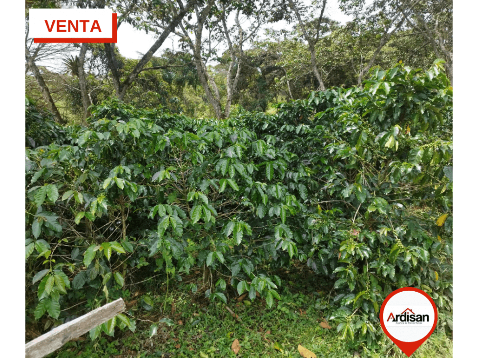 FINCA CAFETERA CON DOS CASAS - OIBA - 1