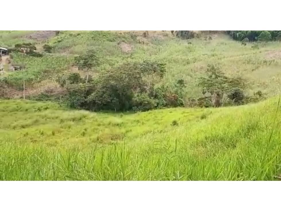 Venta Finca productiva, jurisdicción de Caparrapí. Económica. - 1