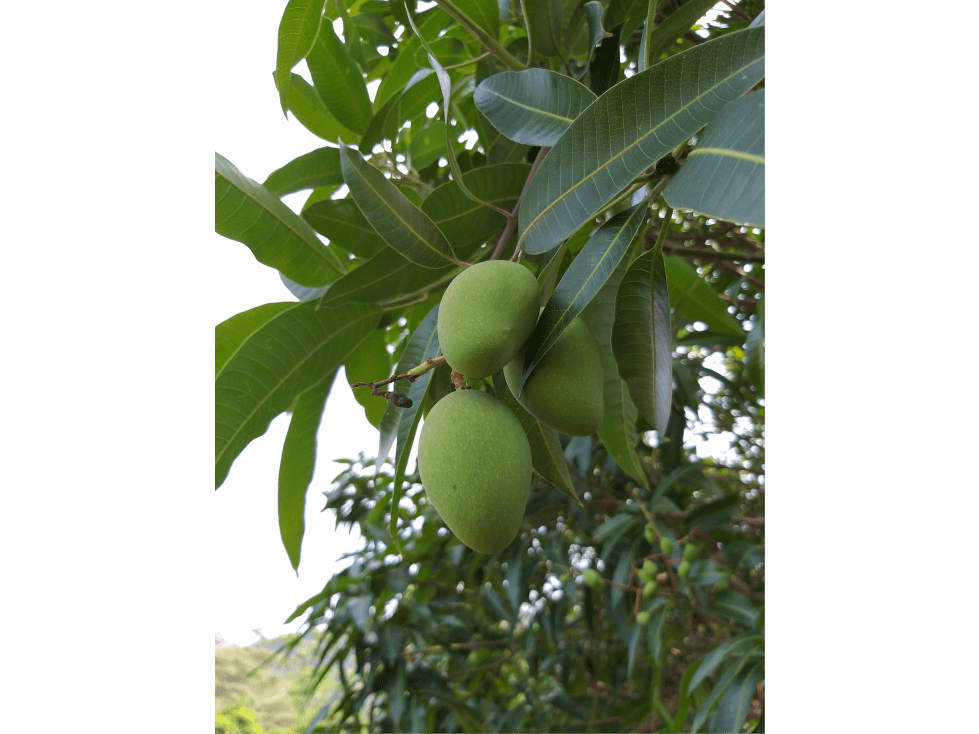 Venta Finca Agua de dios 22000 m2. - 1