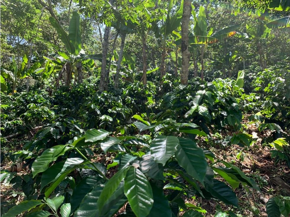 SE VENDE FINCA EN EL HATO SANTANDER - 1