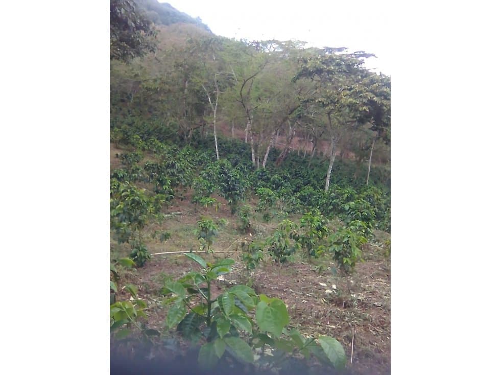 SE VENDE EXCELENTE FINCA CAFETERA - 1