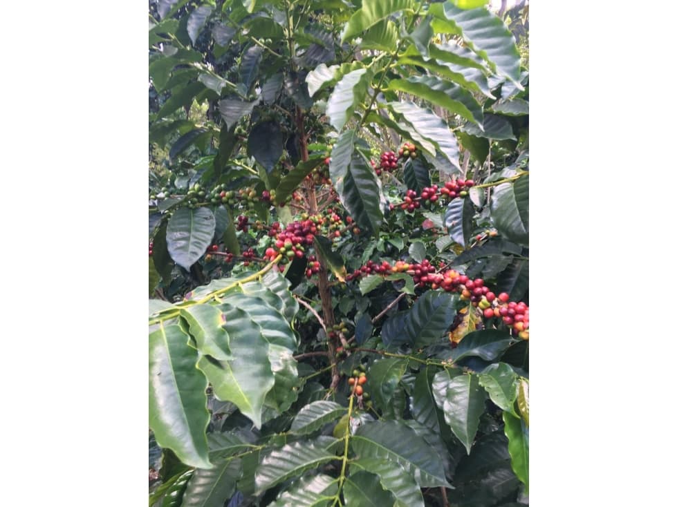 SE VENDE EXCELENTE  FINCA EN EL HATO SANTANDER - 1