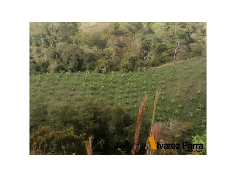 Se vende Finca en el Hato 28 Hectareas - 1