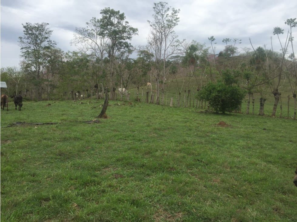 FINCA DE 240 HA EN SAN JUAN, URABA - 1