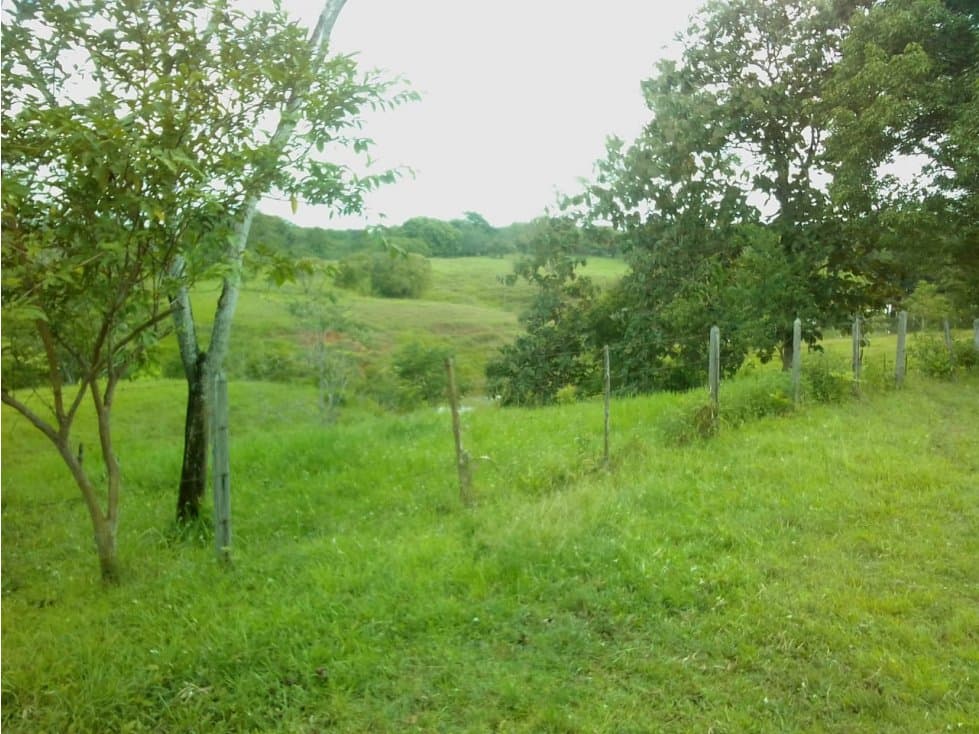 FINCA EN MONTELÍBANO, CORDOBA - 1
