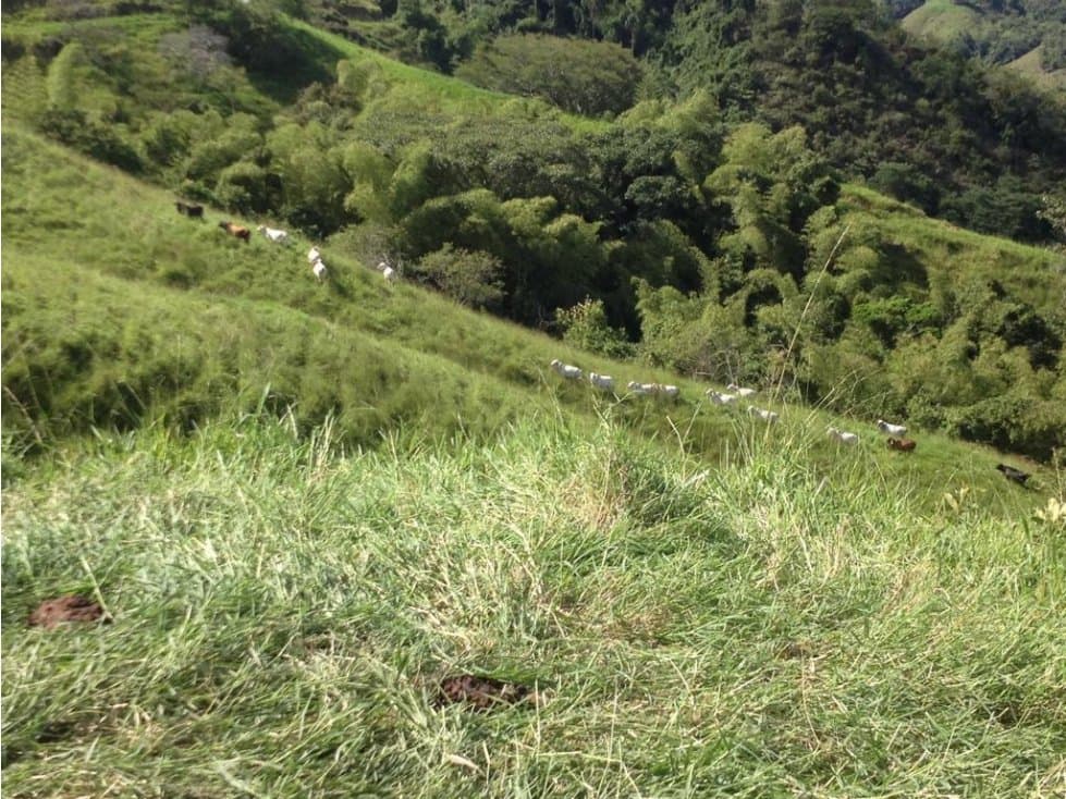 VENTA DE FINCA EN ANSERMA NUEVO - 1