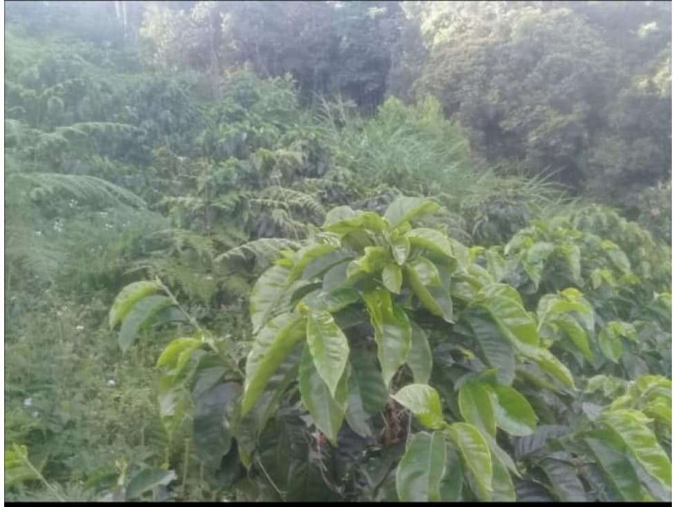 VENPERMUTO LOTE SUPATA CUNDINAMARCA $190 MILLONES - 1