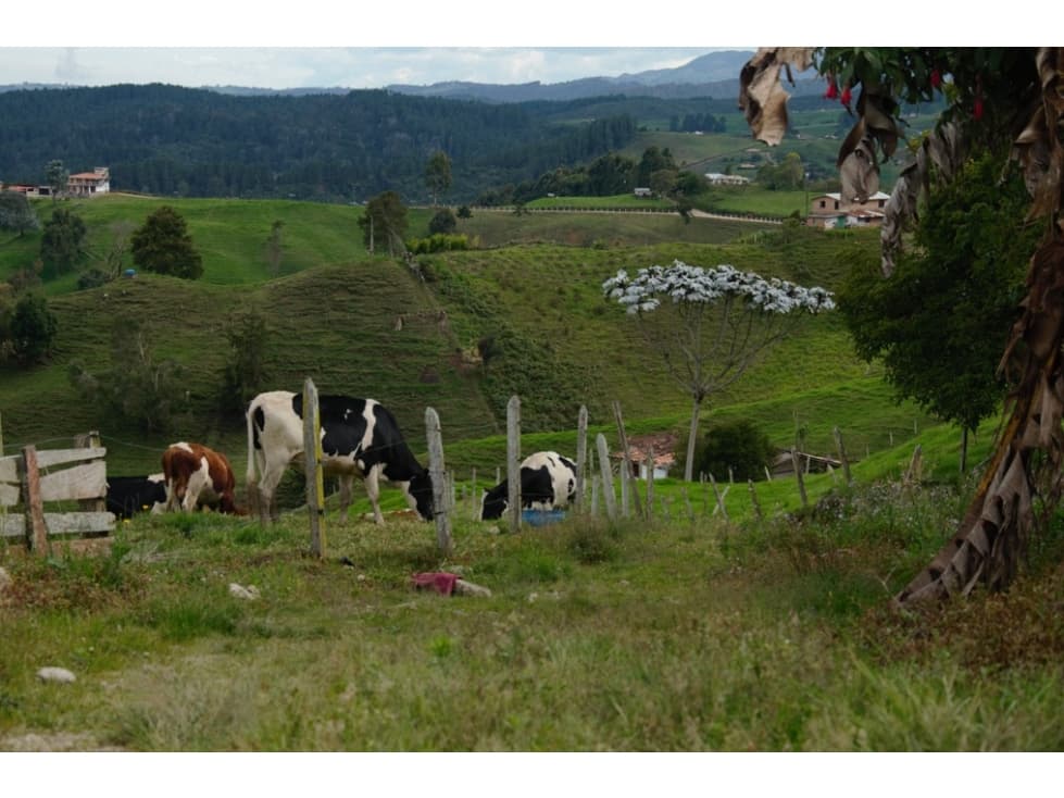 FINCA EN VENTA SANTA  ROSA DE  OSOS, VEREDA  ORO BAJO - 1